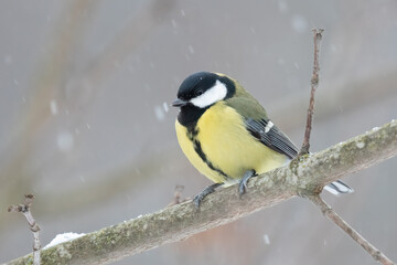 Great tit in the tree