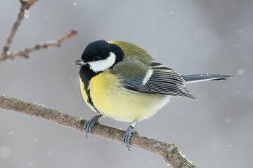Great tit in the tree
