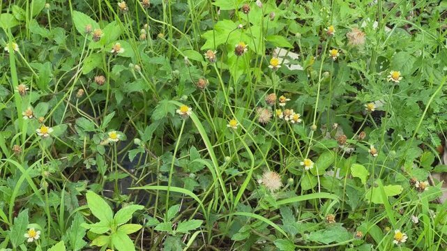 Static shot of Tridax procumbens, commonly known as Coatbuttons or Tridax Daisy is a species of flowering plant in the family Asteraceae