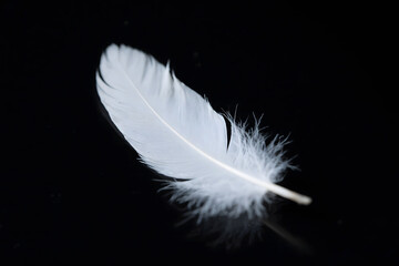 Obraz premium A soft white feather floating against a deep black background