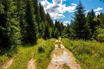 Dirt road with puddles leads to a picturesque coniferous forest © PhotoChur