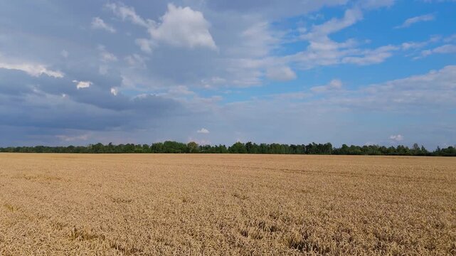 Drone Flight Over Golden Wheat Fields and Country Road on a Sunny Summer Day with Rainbow in the Sky Peaceful Latvian Countryside Aerial View