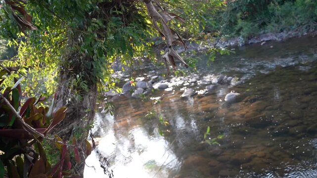 Clear Stream Flowing Over Rocks Nature's Serenity Mang River in Nan , Thailand.