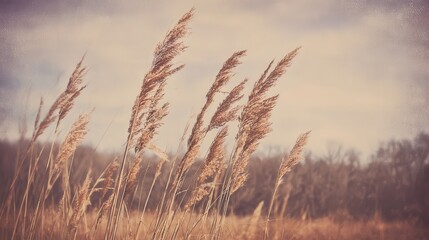 Fototapeta premium Dried grasses blowing in the wind.