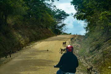 Jungle Ride Interrupted by Dozens of Forest Monkeys