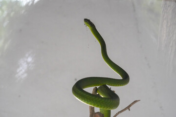 Venomous Snake Displayed in Terrarium Setting
