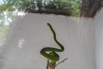Venomous Snake Displayed in Terrarium Setting