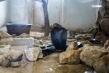 Striking Pose of a Black Cobra in Terrarium