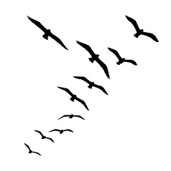 Soaring Silhouettes: A mesmerizing flock of seagulls dances across the sky, their dark silhouettes a striking contrast against the clear sky. Witness the beauty of flight, freedom, and natural wonder.