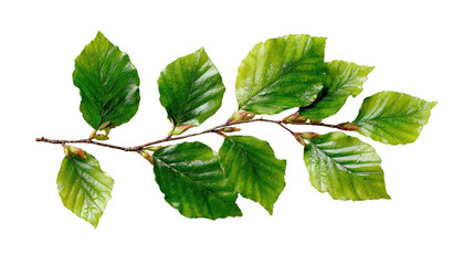 Naklejka premium Green leaf branch on a white isolated background, showcasing its vibrant colors and natural beauty.