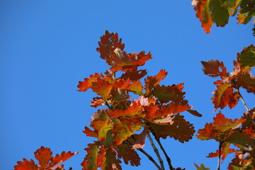 Close up of red leaves in late autumn in Beijing, China