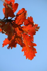 Close up of red leaves in late autumn in Beijing, China