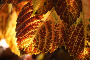 Close up of red leaves in late autumn in Beijing, China