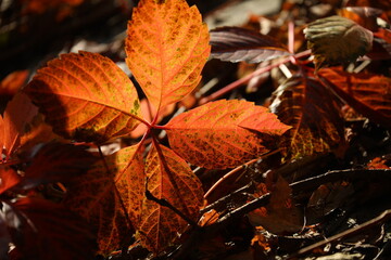 Close up of red leaves in late autumn in Beijing, China