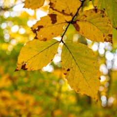 Obraz premium Autumn leaves, vibrant fall colors