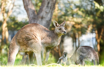 Eastern Grey Kangaroos Grazing at Maroondah Dam, Victoria