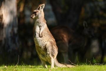 Eastern Grey Kangaroos Grazing at Maroondah Dam, Victoria