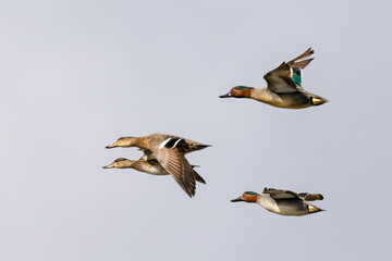 Common teal is small colorful water bird