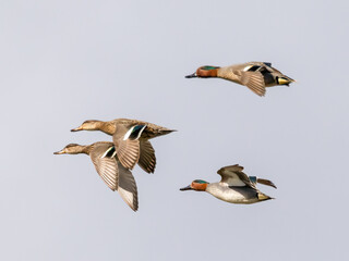 Common teal is small colorful water bird
