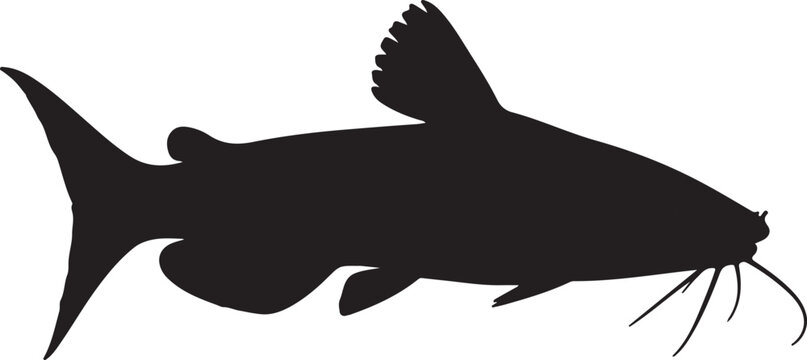 Eeltail catfish in silhouette white background.