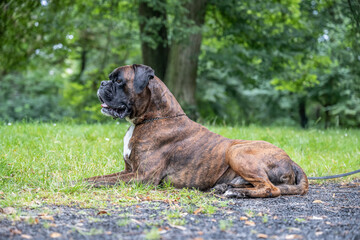 beautiful 3 years old purebred golden brown german boxer dog puppy jumping playing outdoor shooting