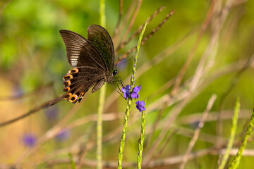 Paris Peacock butterfly - Papilio paris, beautiful large swallowtail butterfly native to meadows and bushes of India and Southeast Asia, Vietnam.