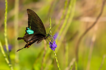 Paris Peacock butterfly - Papilio paris, beautiful large swallowtail butterfly native to meadows and bushes of India and Southeast Asia, Vietnam.