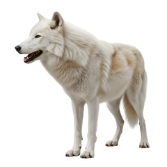 Obraz premium Majestic Arctic Wolf standing profile view isolated on transparent background