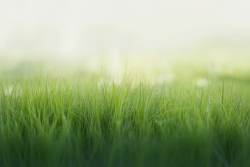 Fototapeta premium Lush green grass blades glistening with morning dew, bathed in soft, diffused sunlight, evoking tranquility and nature's freshness.