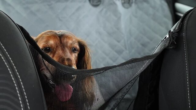 Cute brown dachshund behind a mesh screen in a vehicle backseat. The dog wears a red harness, emphasizing comfort and security during car travel with pets.