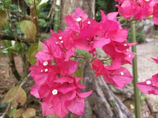 pink flowers in the garden