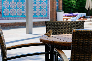 A close-up of a sparrow perched on the edge of a wooden table. Natural light highlights the bird's...