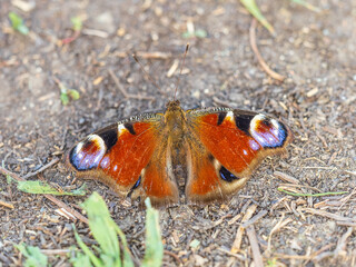Peacock butterfly on the ground among the grass