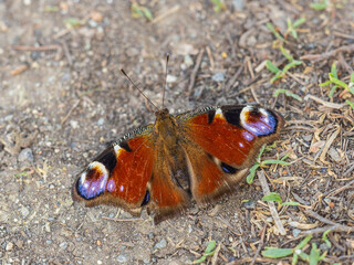 Peacock butterfly on the ground among the grass