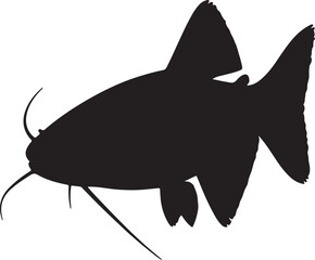 Glass catfish white background.