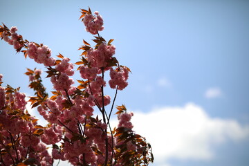 Flowers blooming everywhere in Japan in spring