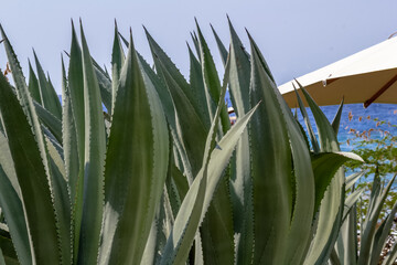 Feuilles d’agave 