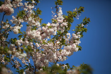 Flowers blooming everywhere in Japan in spring