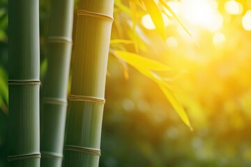 Bamboo Stalks Swaying in the Wind - Perfect for Nature and Relaxation Themes