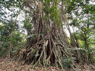 Elegant Ficus Annulata Tree in Tropical Garden Landscape