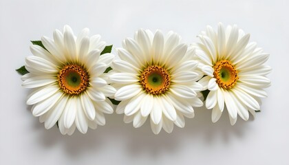 Obraz premium Serene White Daisy Flowers with Bright Orange Centers