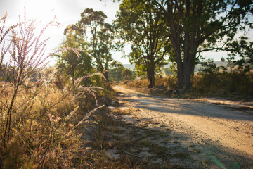 Shadows cast over rural dirt road lined with gum trees and wildflowers