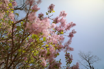 Flowers blooming everywhere in Japan in spring