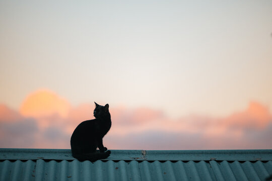 Black cat with head turned sitting on tin roof in rural Australia at sunset