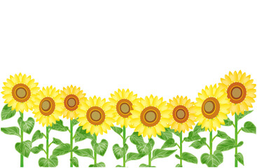 Fototapeta premium 向日葵の花のフレームイラスト3