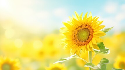 Obraz premium Macro shot highlighting the fine details of a sunflowerw