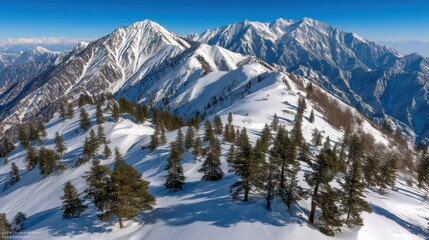 Snow-covered mountain range with pine trees under a clear blue sky
