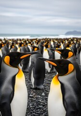 Obraz premium Close up of King penguins (Aptenodytes patagonicus) on South Georgia and the Sandwich Islands, Antarctica. 