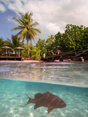 Snorkelling Aore Island, Espiritu Santo, Vanuatu