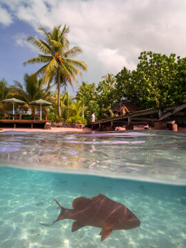Snorkelling Aore Island, Espiritu Santo, Vanuatu